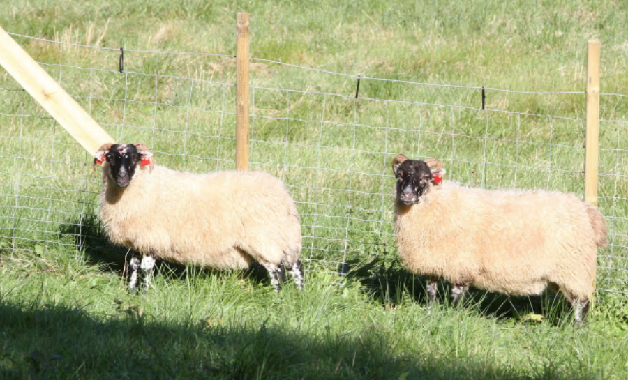 Sau på Bergstø gard